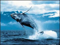 To Whale or not to Whale