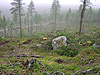 Finnish Forestry Administration and Nellim Sámi Reindeer Herders settle herding land disagreement