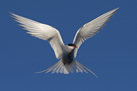 The Arctic Tern Migration Project