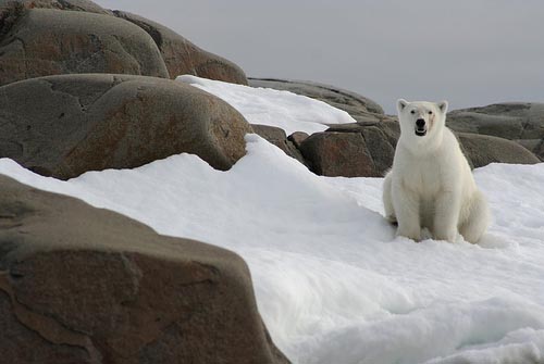 Polar bear in Svalbard