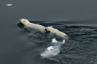 Polar bear swims 687 km in search of ice