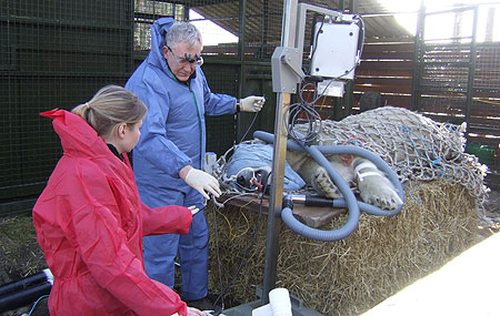 Polar bear visits the dentist