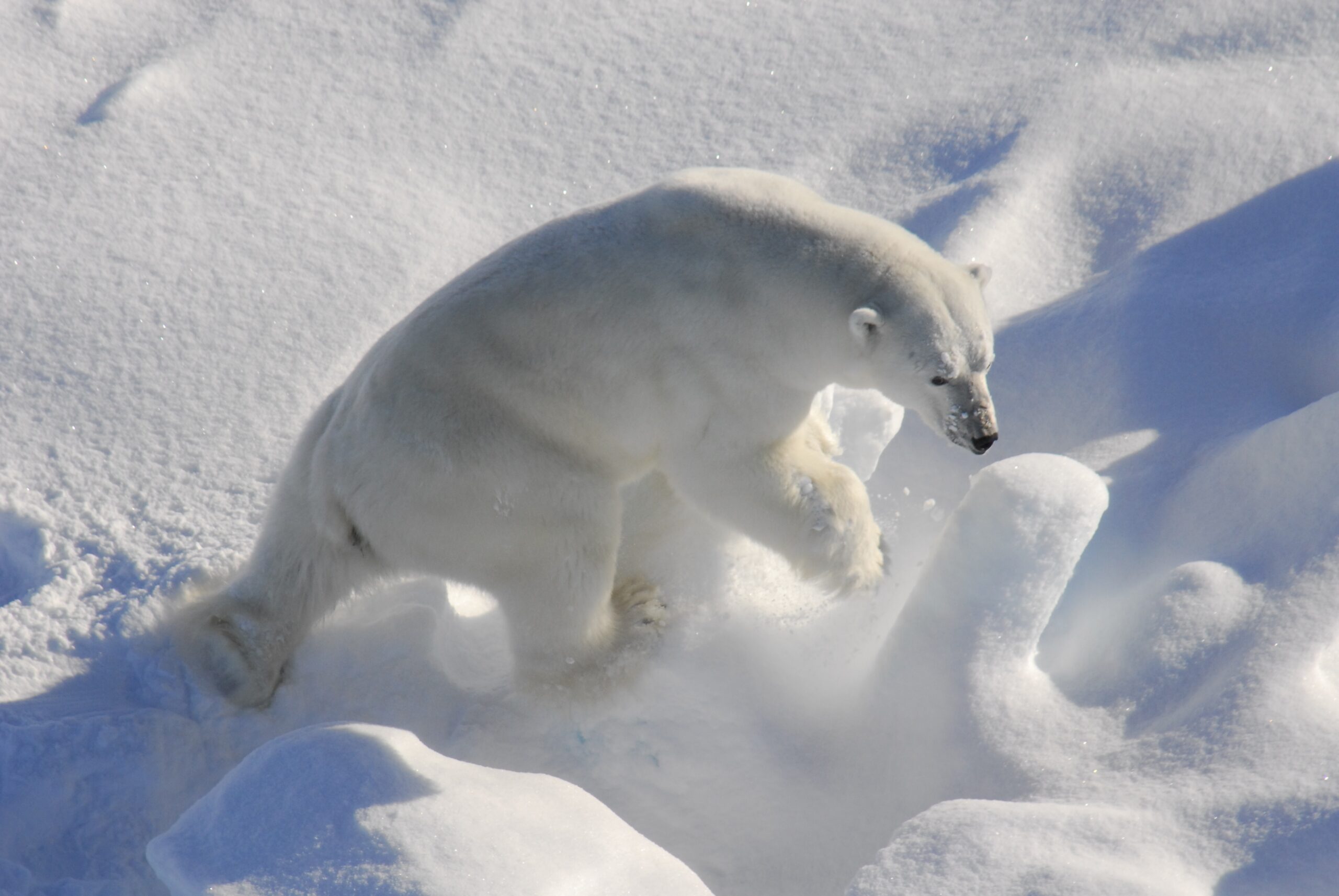 International Monitoring Plan for Polar Bears
