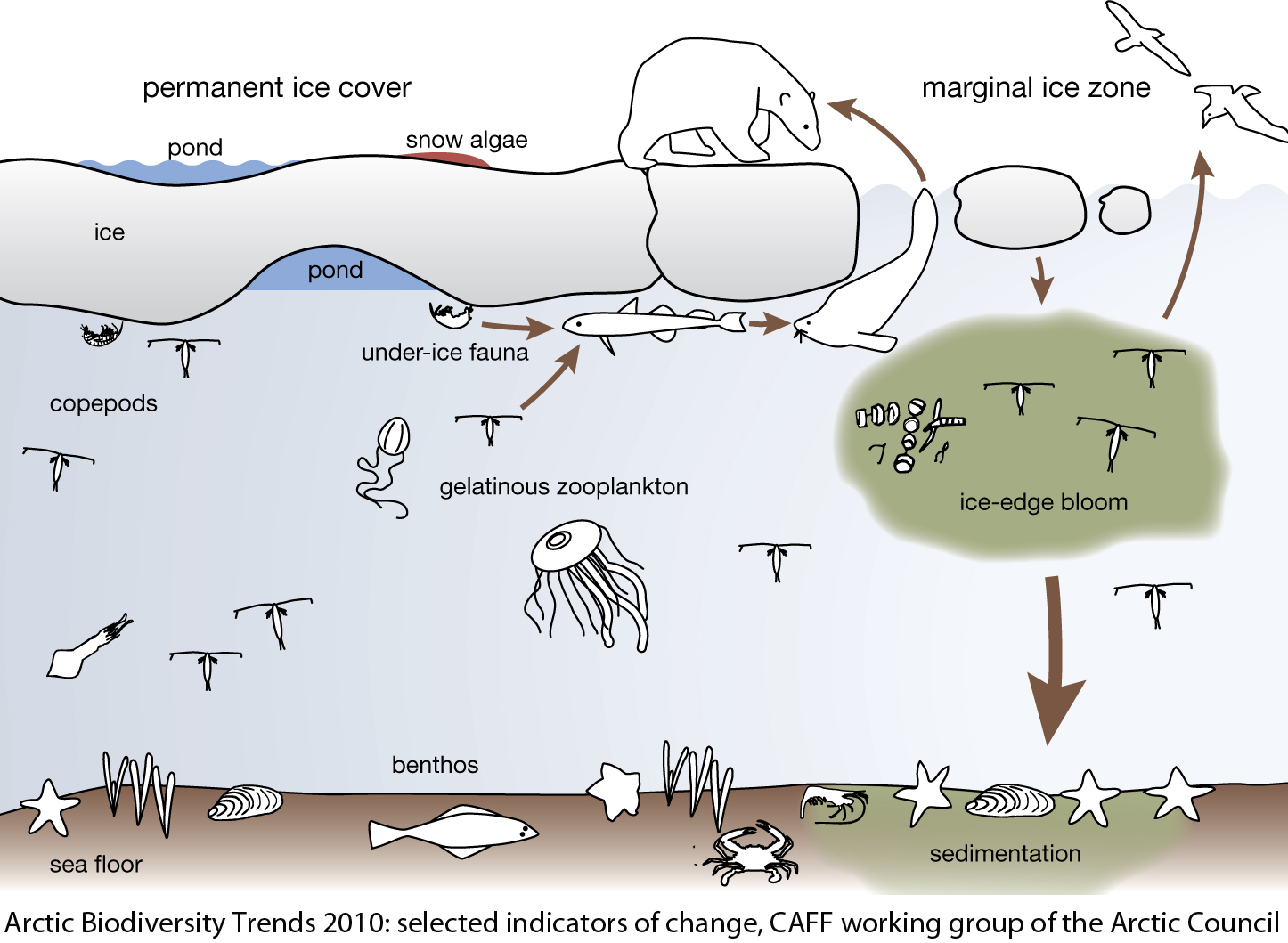 Specialists Meet to discuss the effects of sea-ice loss on biodiversity in the Arctic