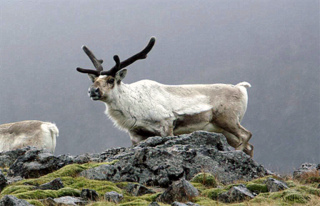 Reindeer Ultraviolet vision crucial to their survival