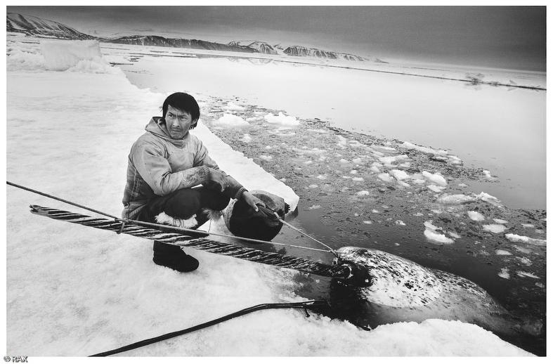 Inuit hunting a seal