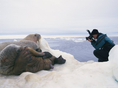 Friends with a leopard seal