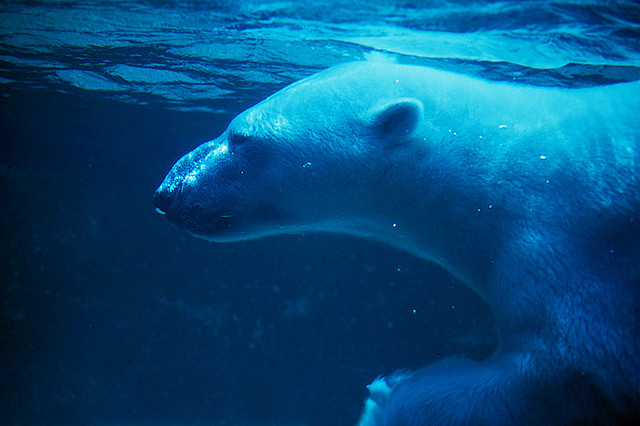 Polar bears a special concern
