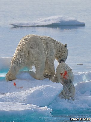 Polar bear eating own cub pictured