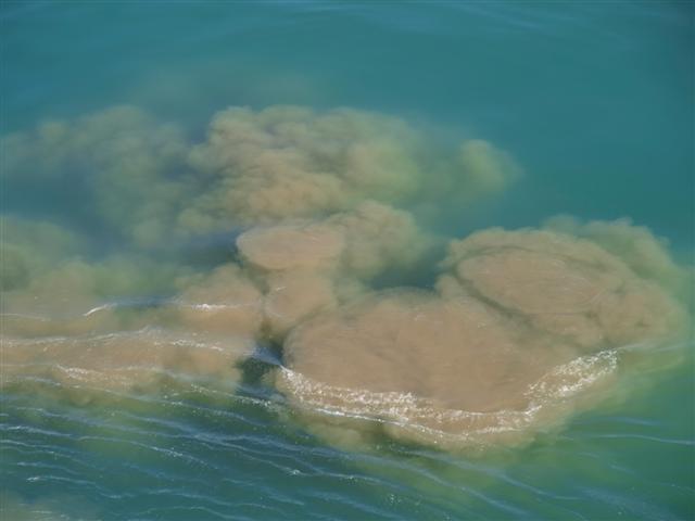 Lack of information on Arctic oil spill