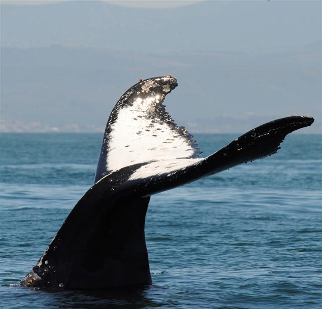 Greenland controversially seeks whaling increase