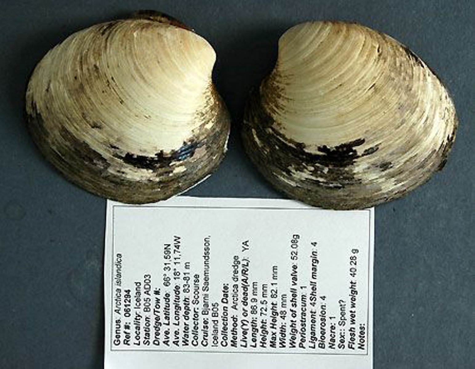 Oldest animal alive was in Iceland