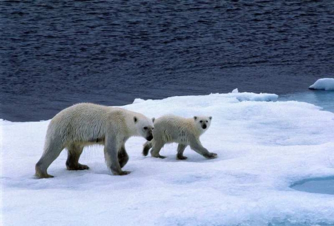 Illegal trade on increase in Russia