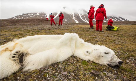 Starved polar bear perished in Svalbard