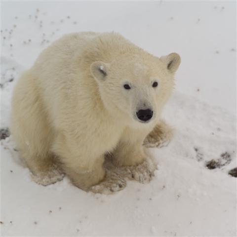 Polar bears strive for survival